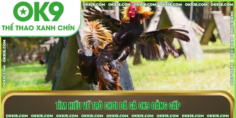 Tìm hiểu về trò chơi đá gà OK9 đẳng cấp